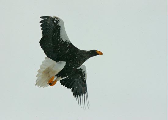 Steller's Sea Eagle, Hokkaido, Japan